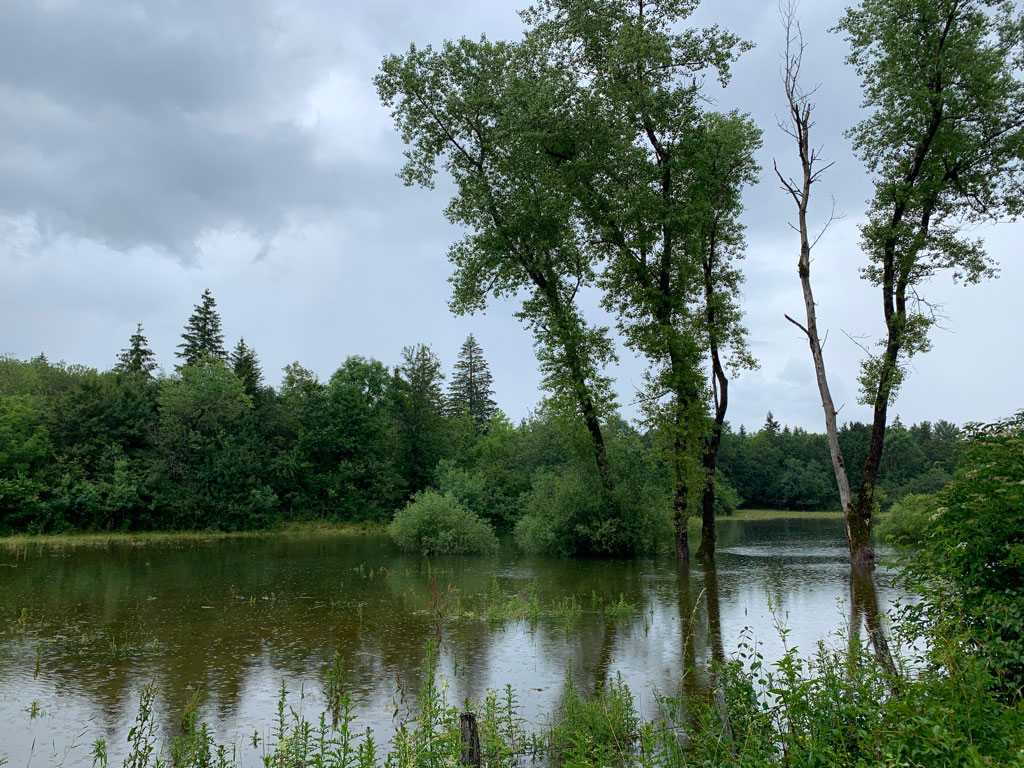 Zone humide aux alentours de Saint-Laurent-en-Grandvaux