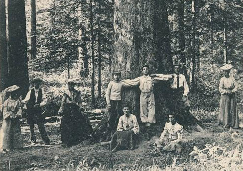 Le Sapin Président de la Forêt de la Joux au début du XXe siècle.